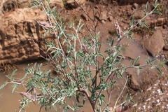 Indigofera oblongifolia